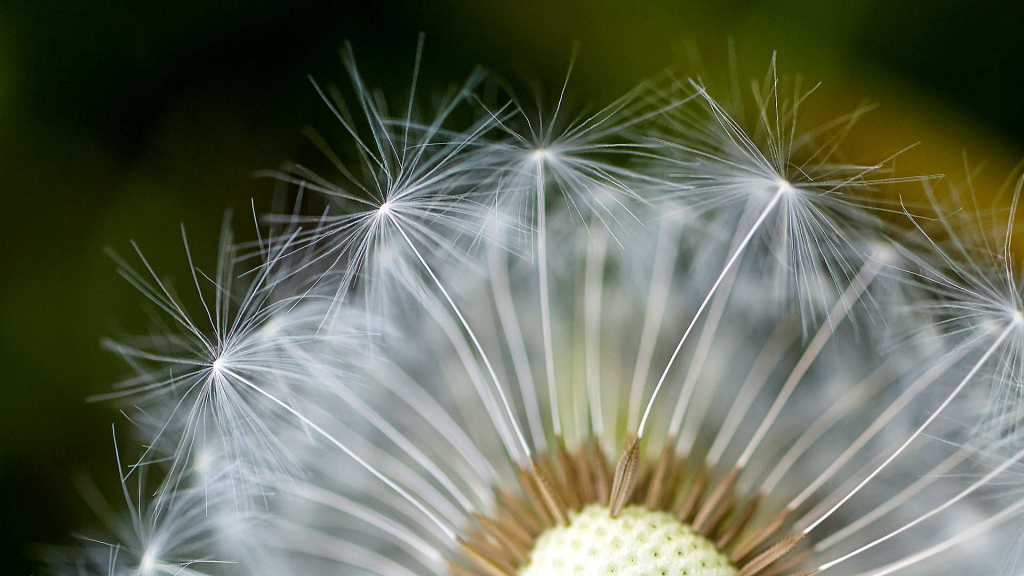 Maskros sustainability