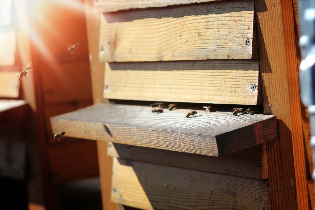 bee hives at Upper House